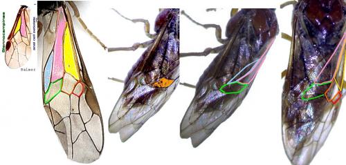 Réf. 259 616 : Periclista albida